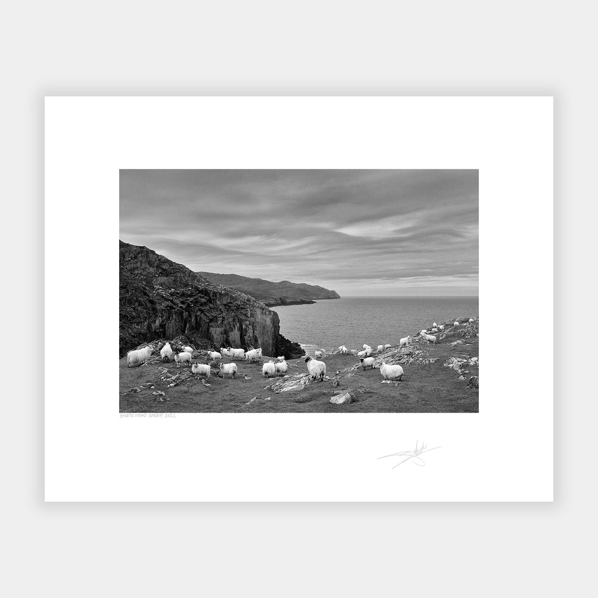 Sheep's Head Sheep