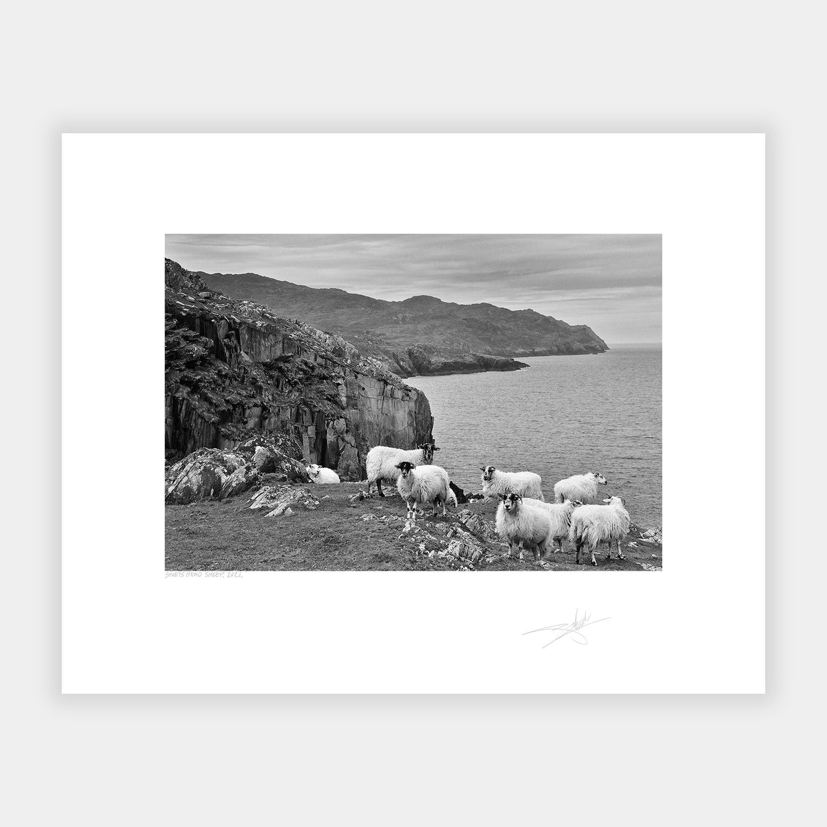 Sheep's Head Sheep