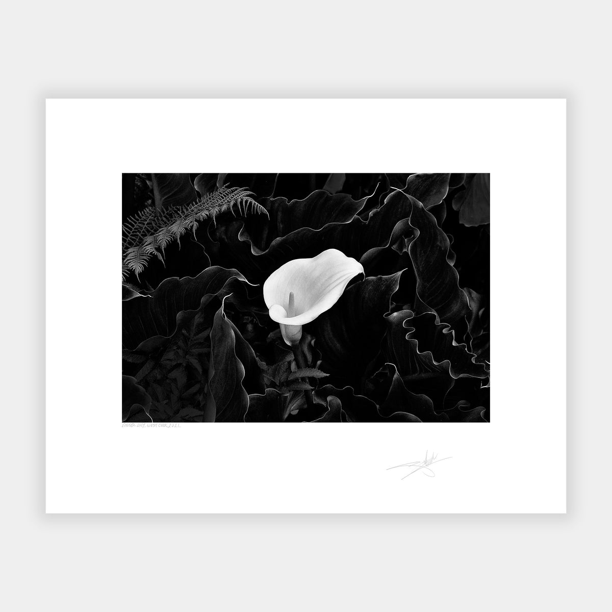 Easter Lily