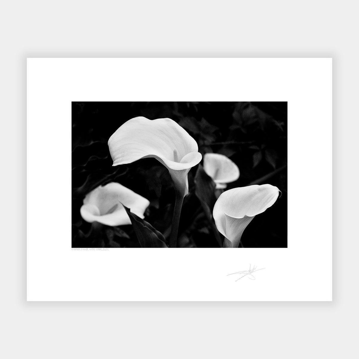 Easter Lily