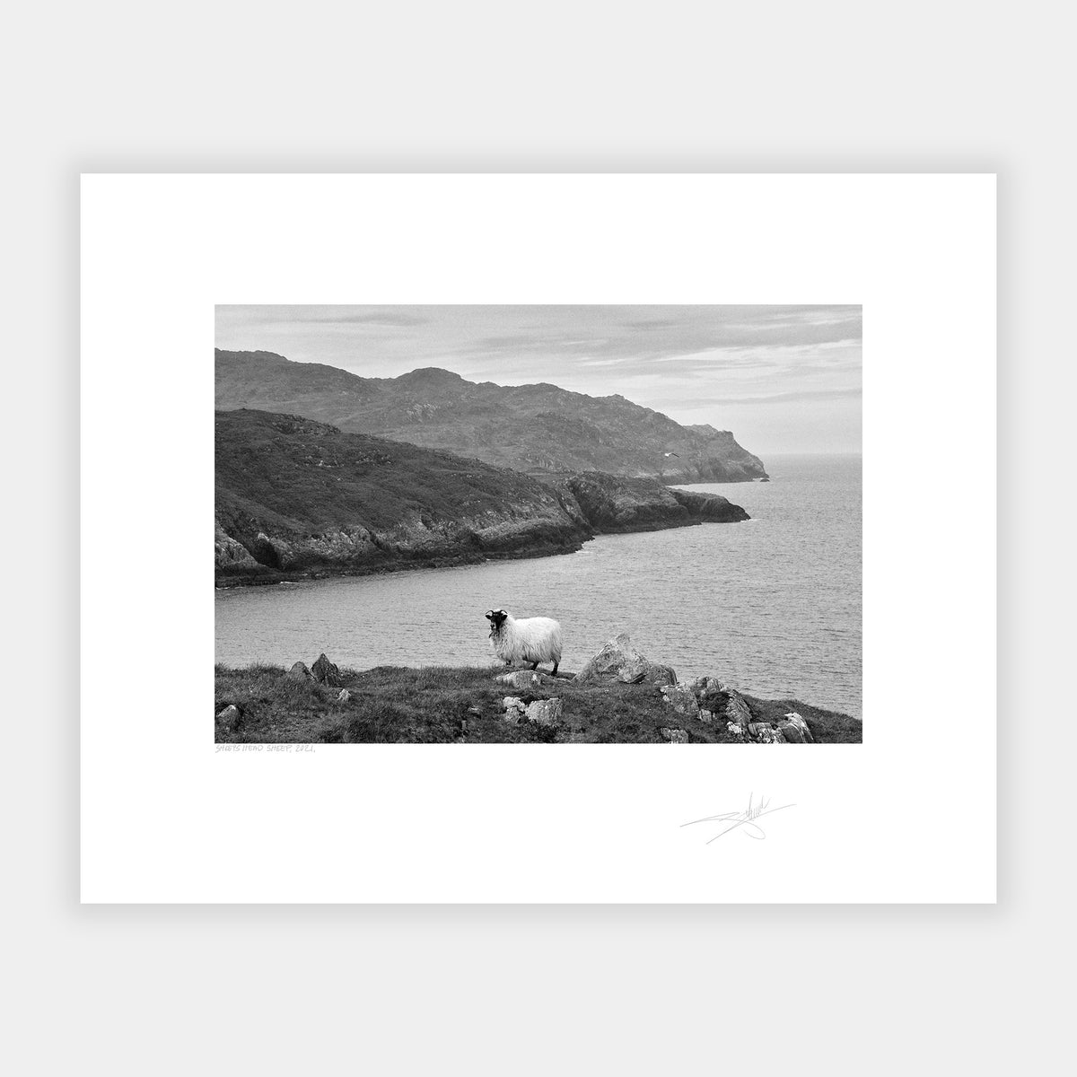 Sheep's Head