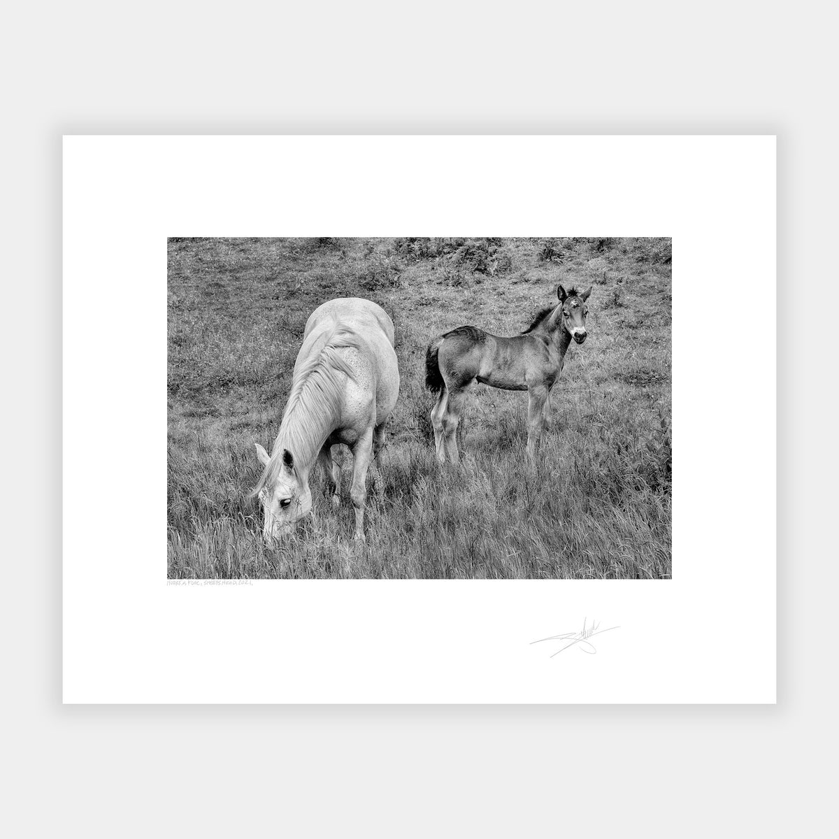 Horse & Foal