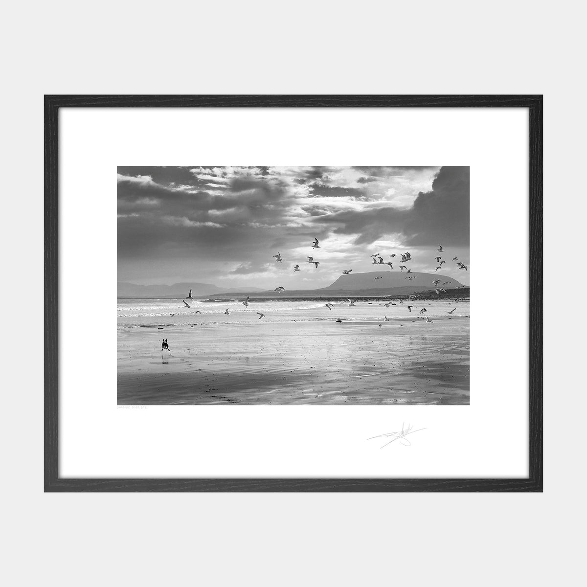 Seagulls