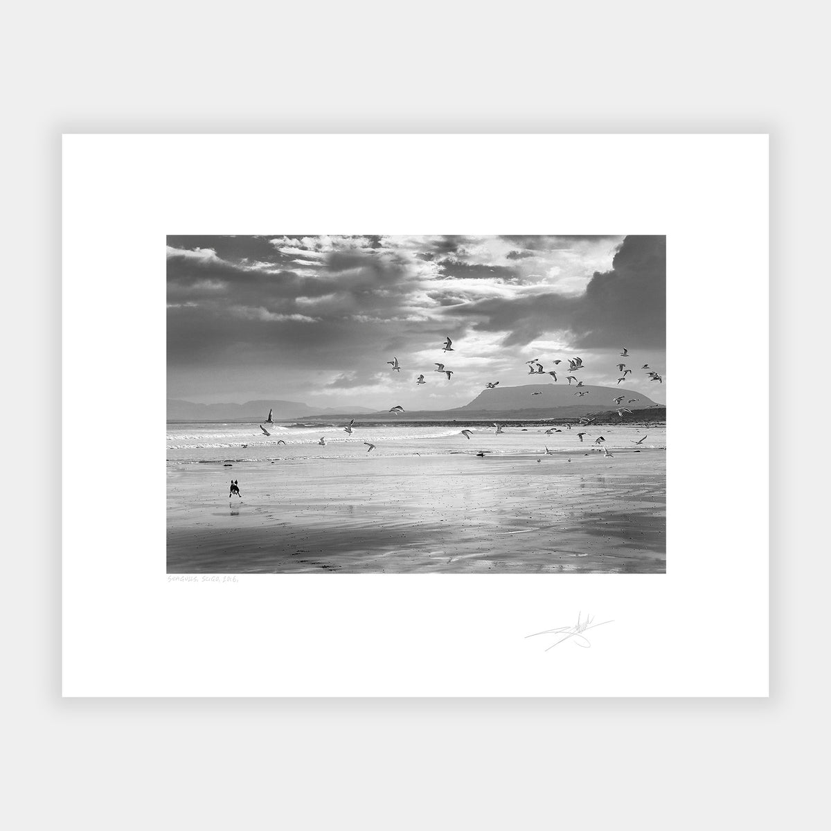 Seagulls