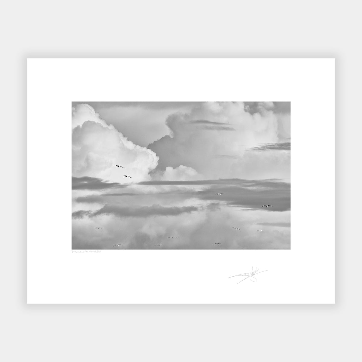 Seagulls in the Clouds