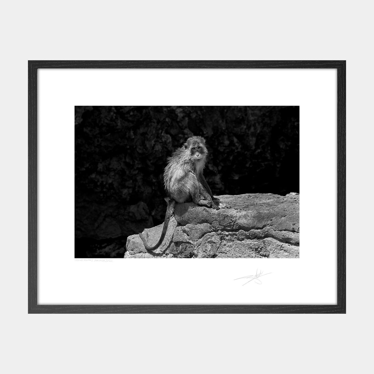 Island Monkey