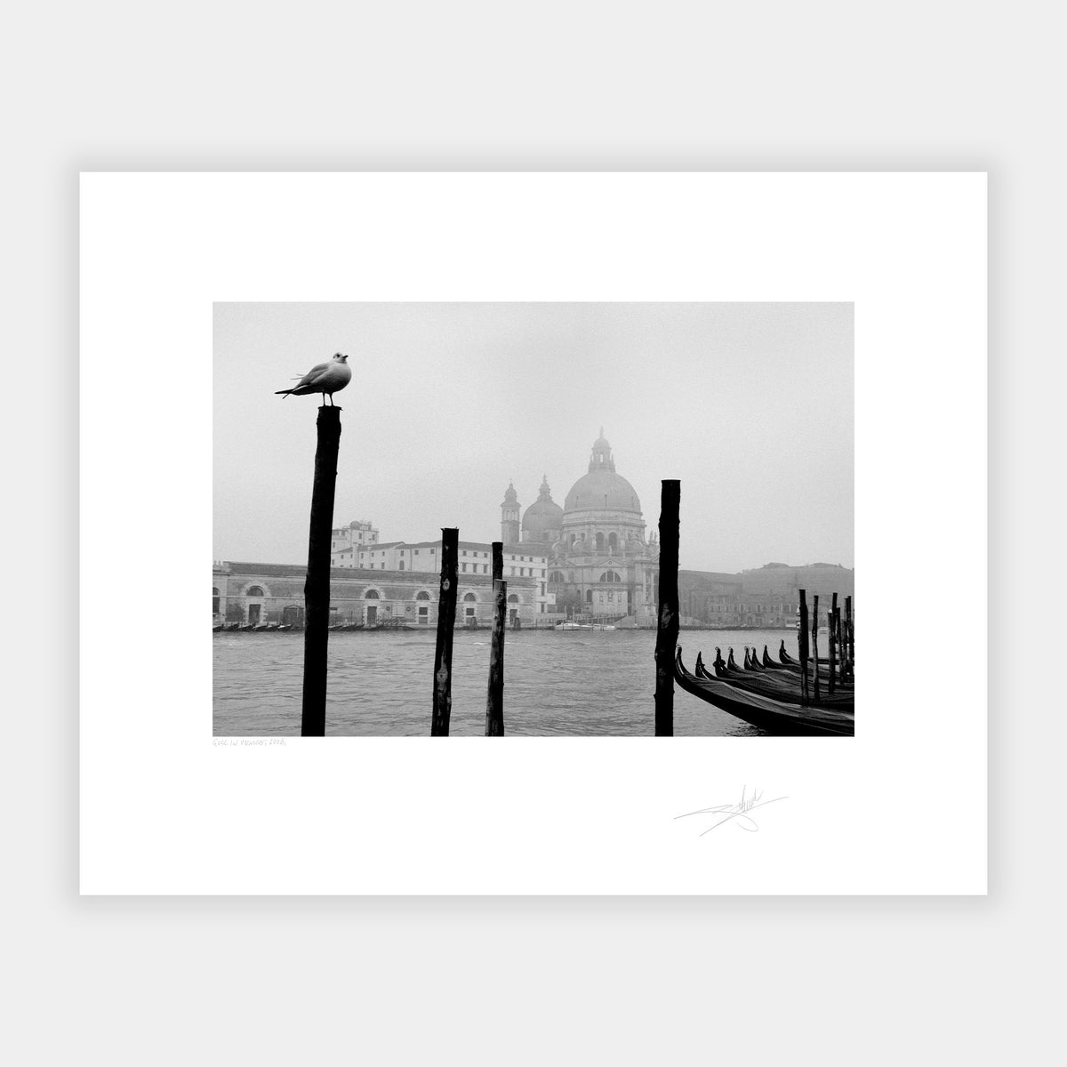 Gull in Venice