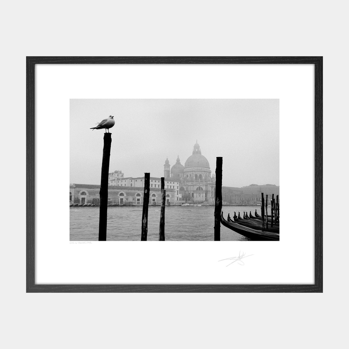 Gull in Venice