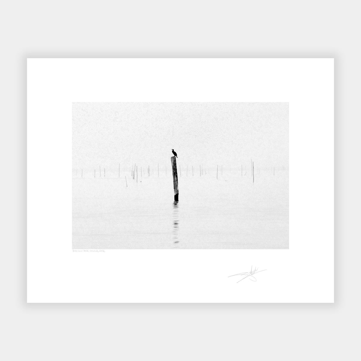 Bird on a pole