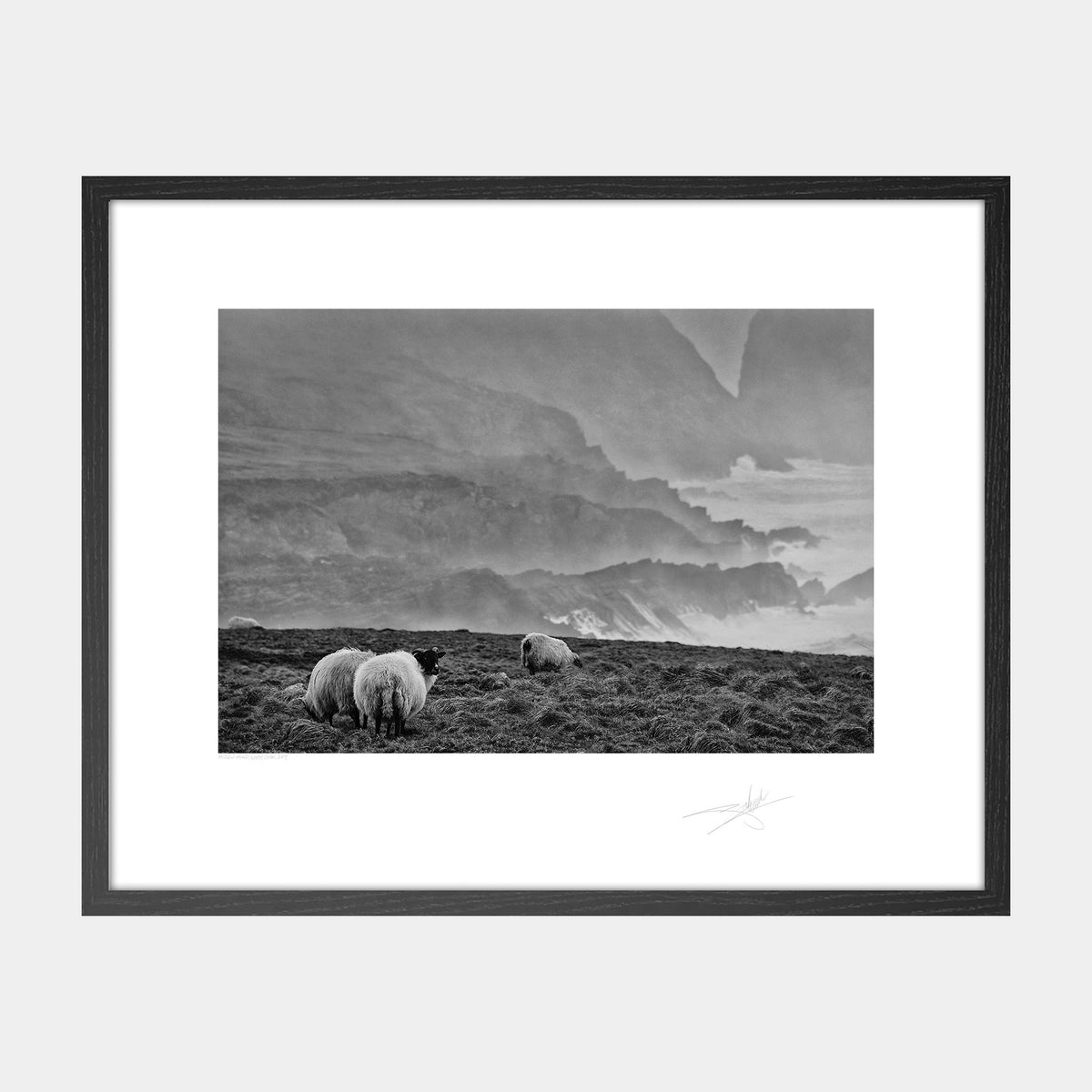Sheep at Mizen Head West Cork 2014 Ireland