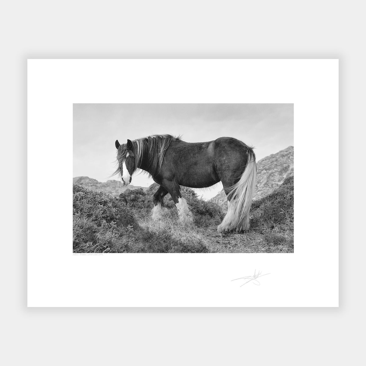Horse