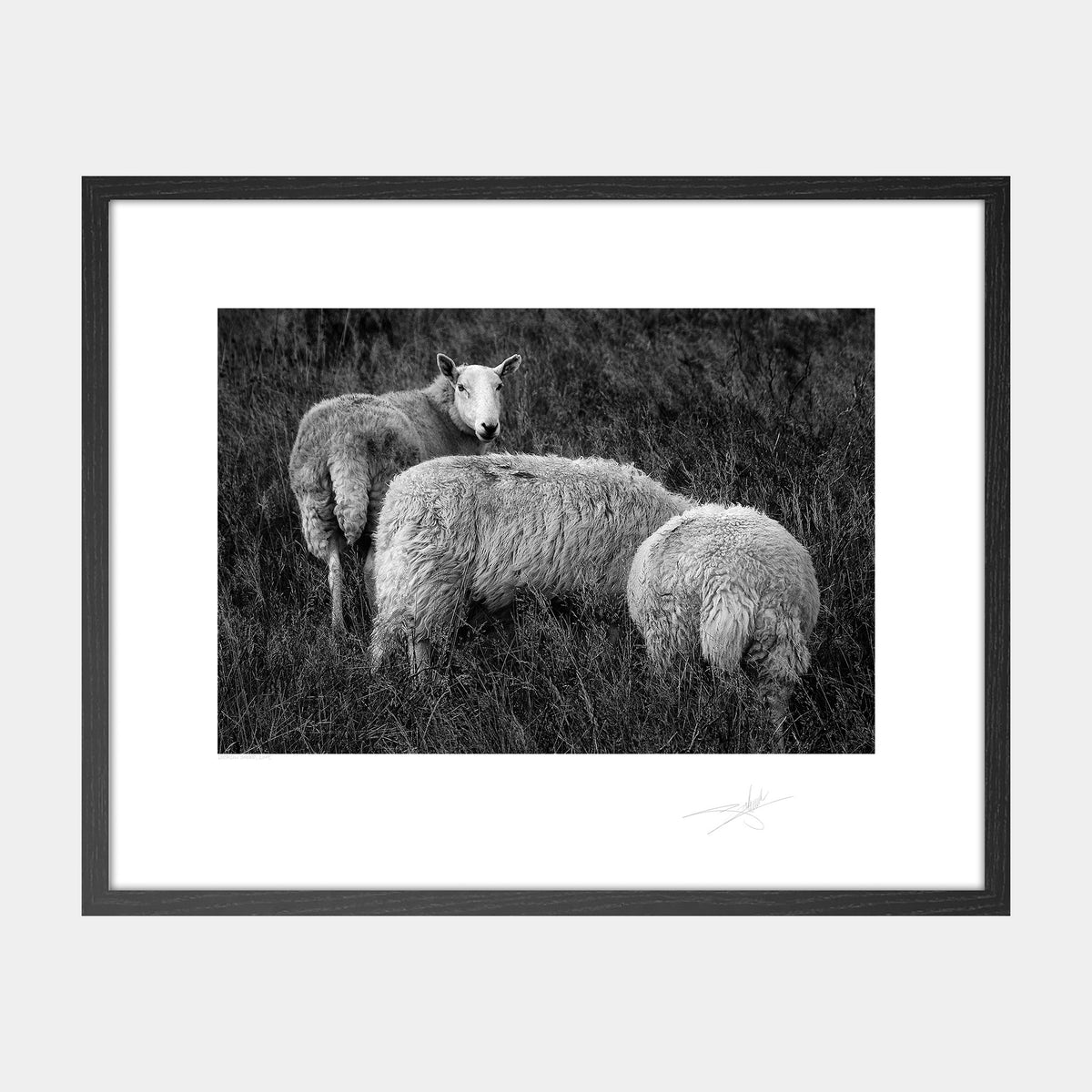 Wicklow Sheep