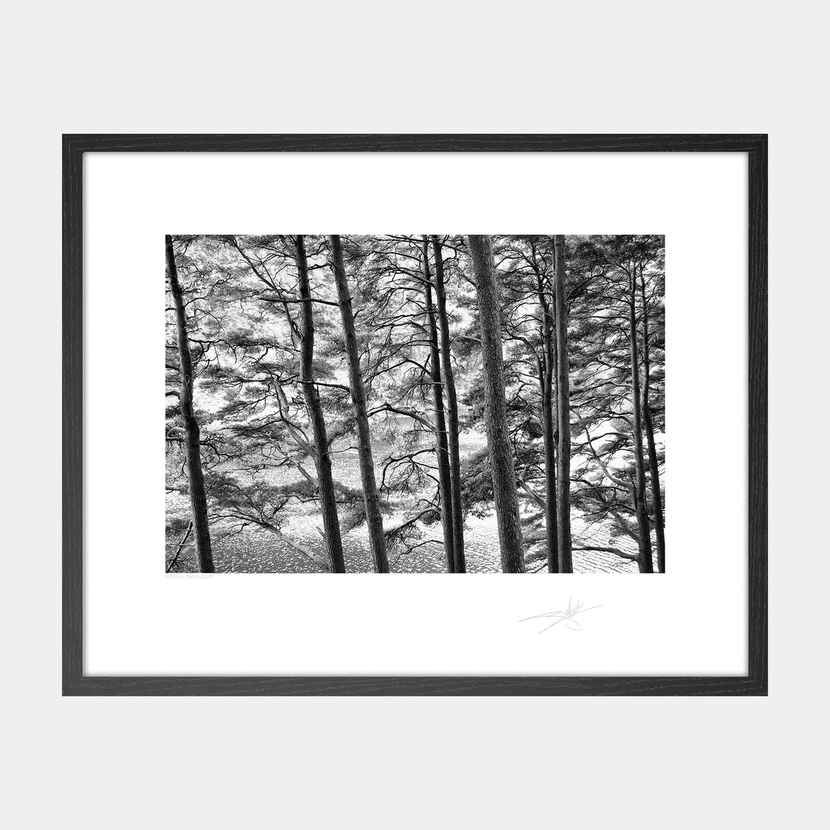 Wicklow Trees