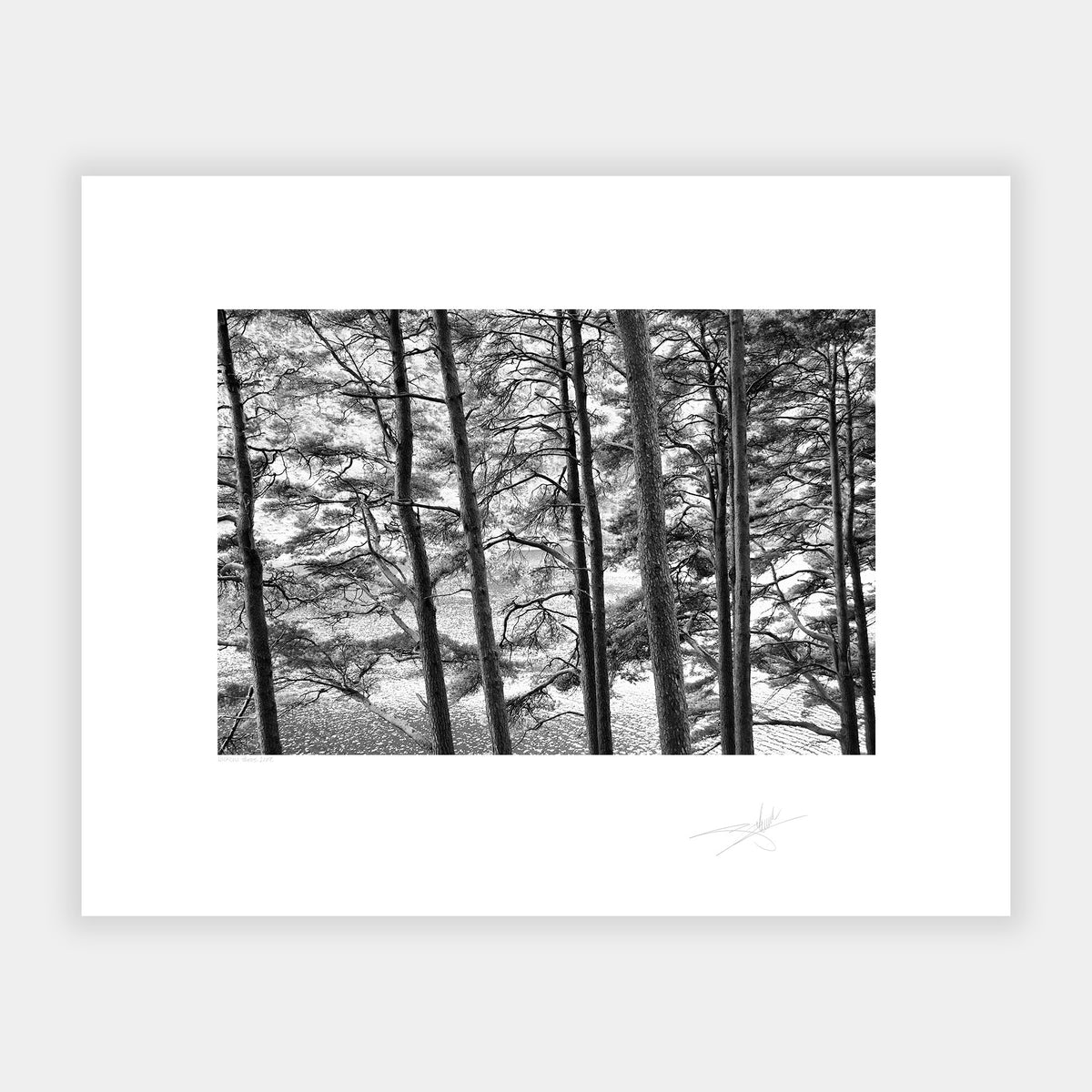 Wicklow Trees