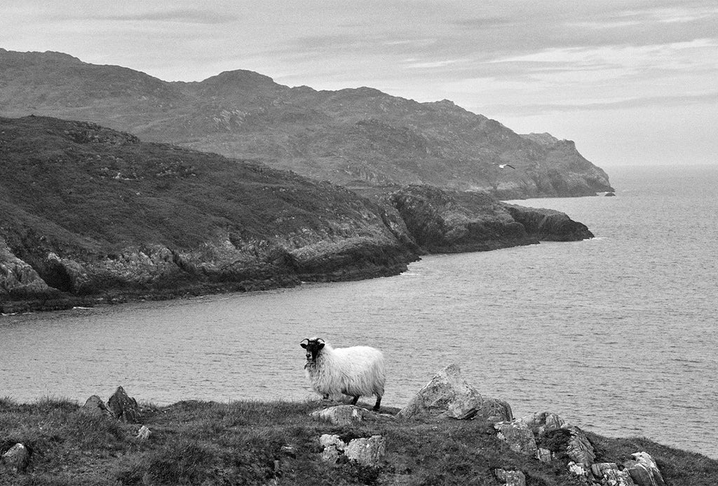 Sheep's head, Cork