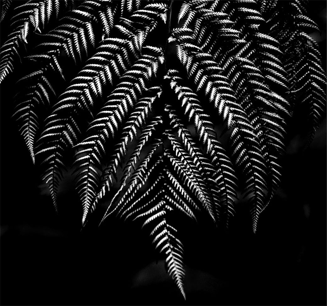 Flora