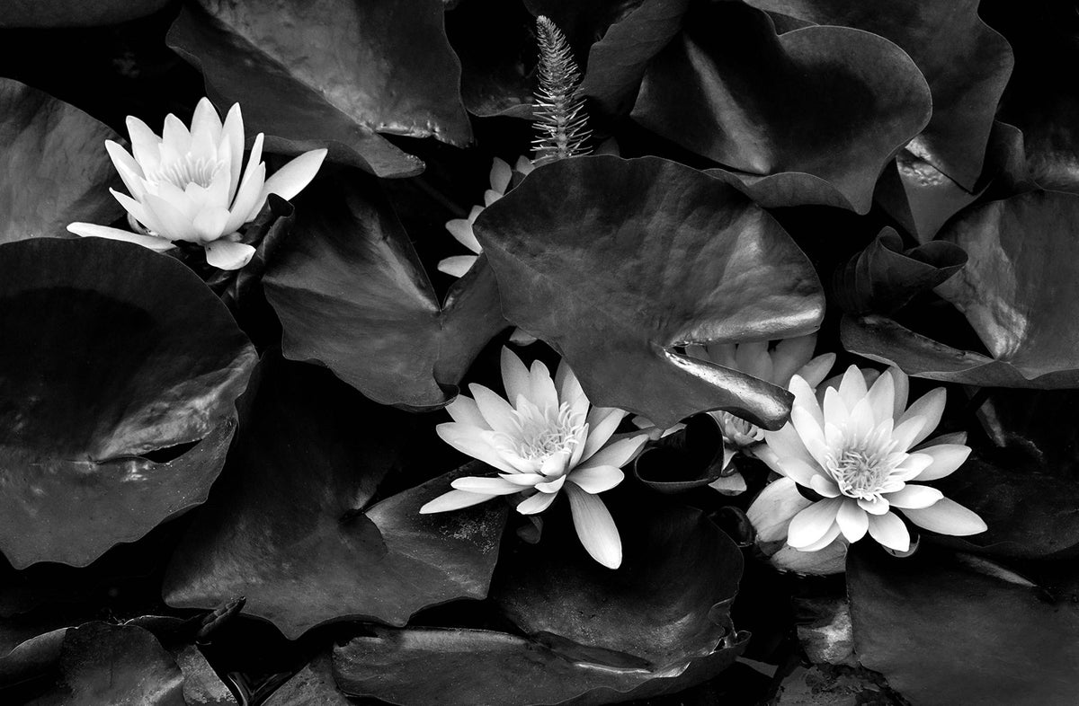 Waterlilies — Black & White Photography by Giles Norman