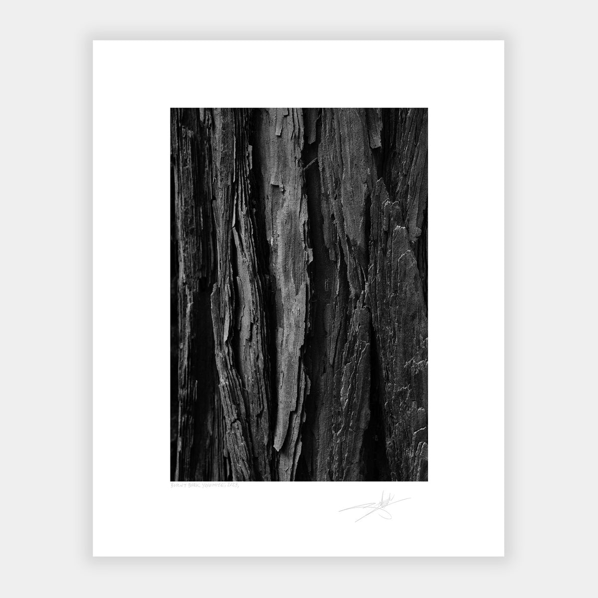Burnt Bark