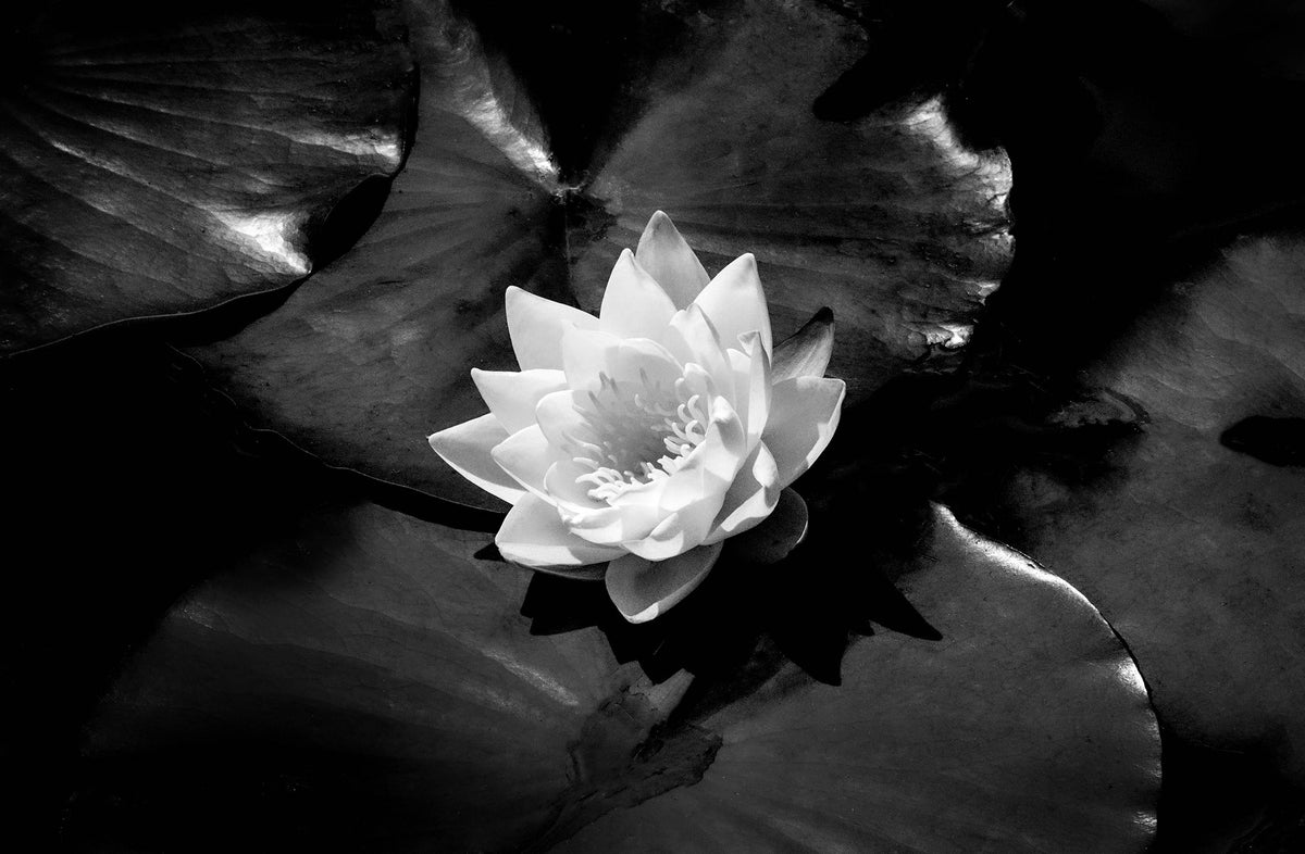 Waterlily — Black & White Photography by Giles Norman