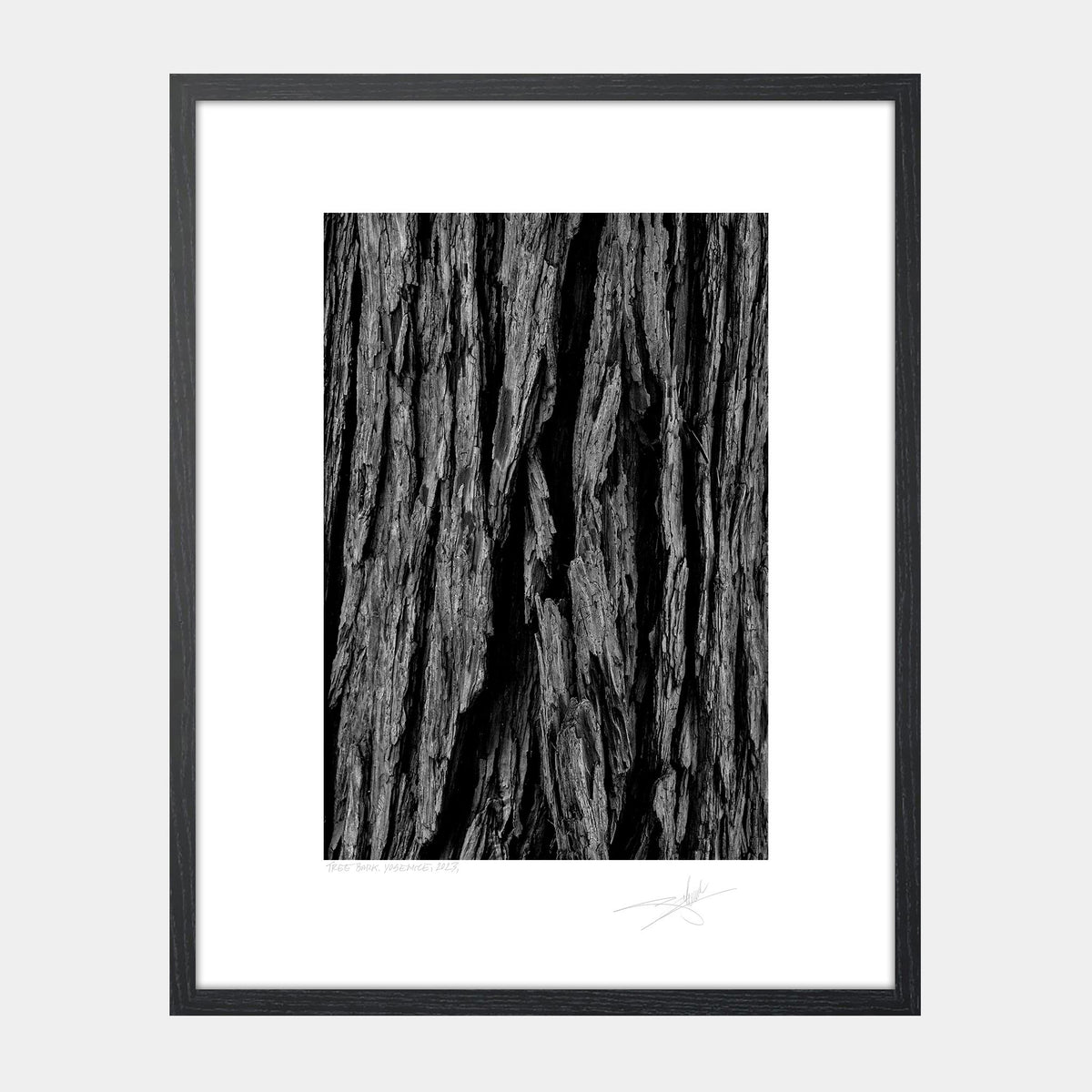 Tree Bark
