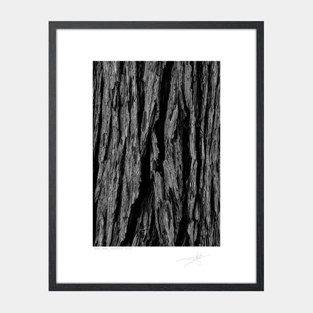 Tree Bark