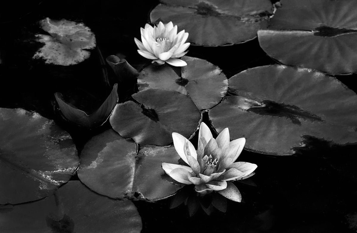 Waterlilies — Black & White Photography by Giles Norman
