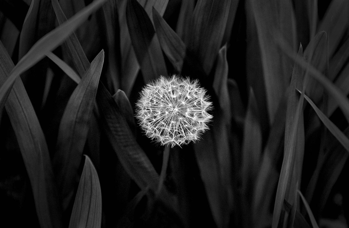 Dandelion — Black & White Photography by Giles Norman