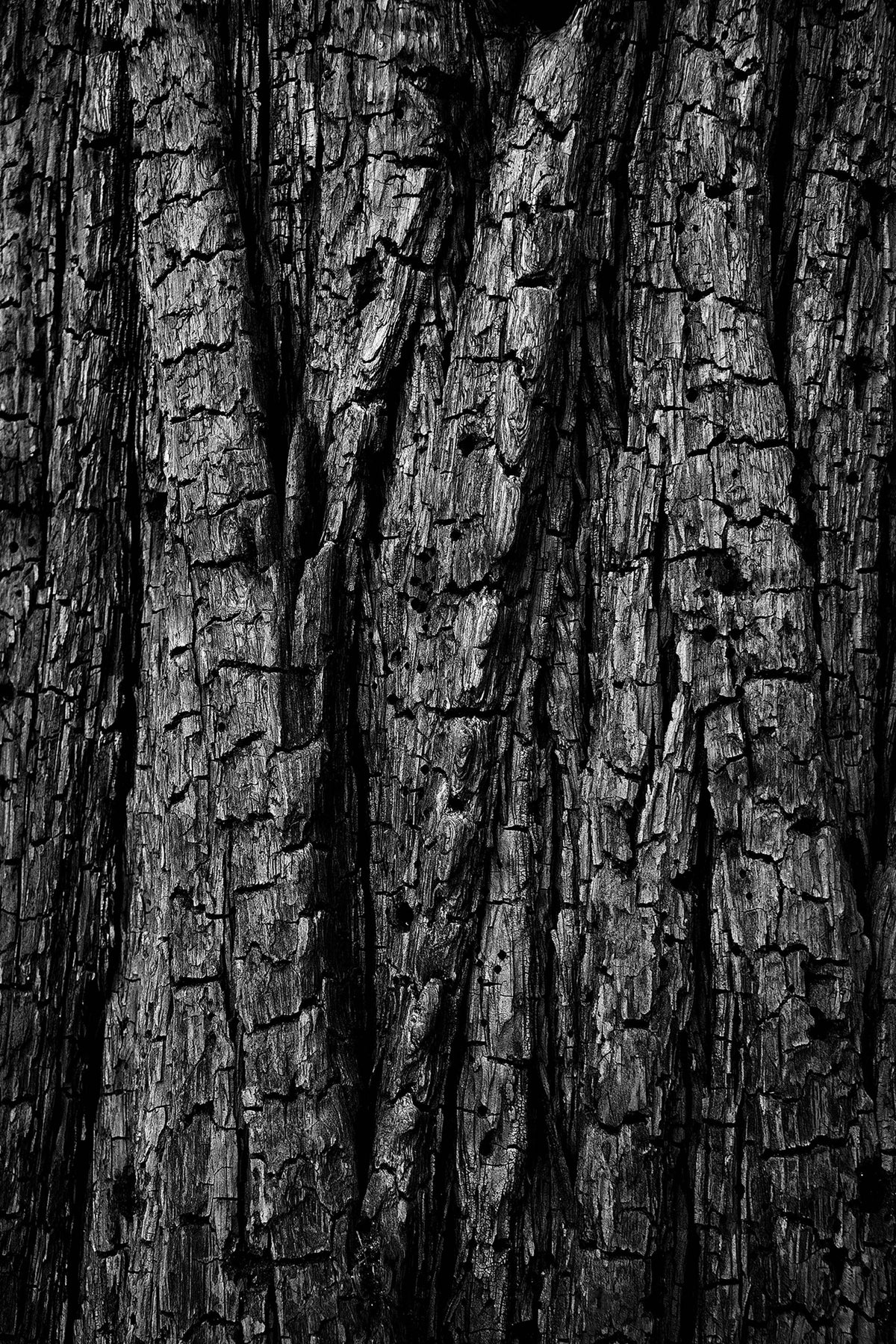 Burnt Bark — Black & White Photography by Giles Norman