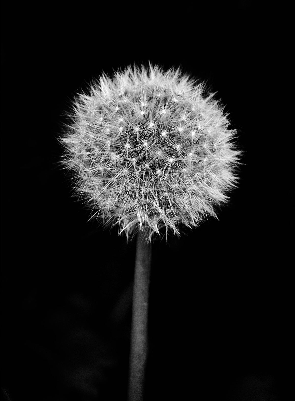 Dandelion — Black & White Photography by Giles Norman