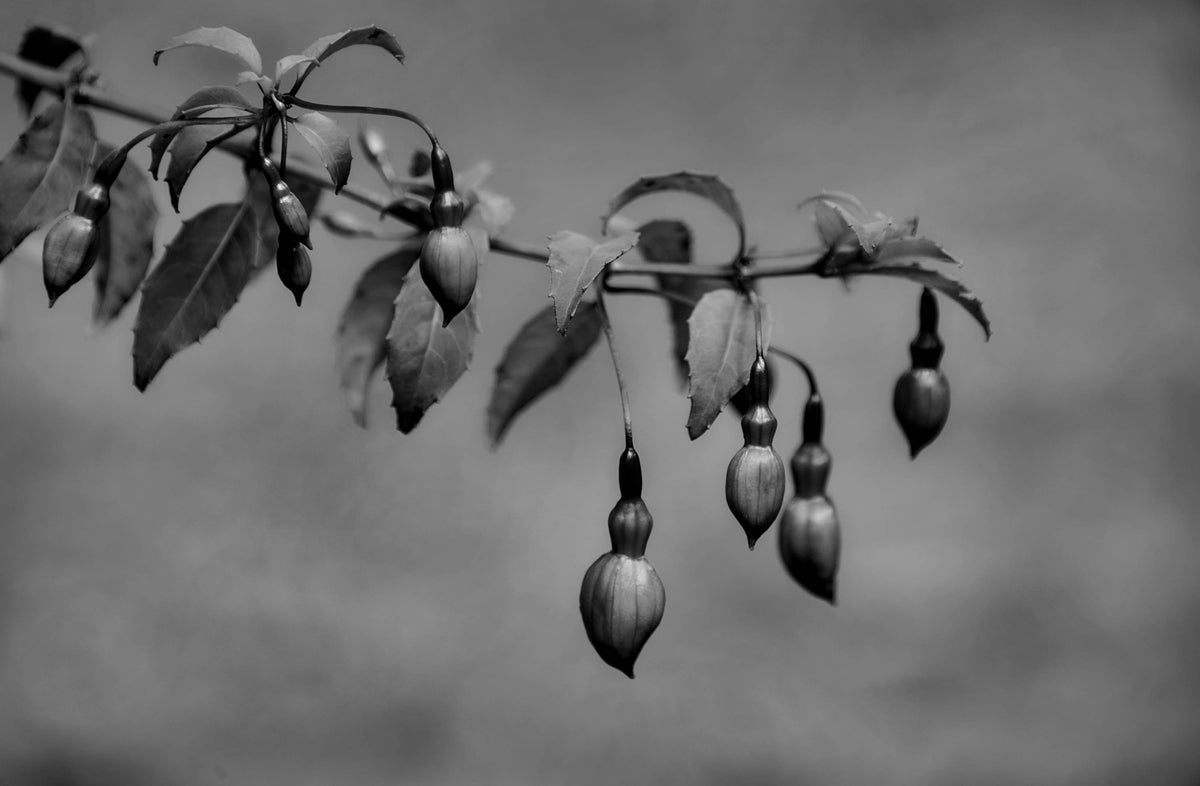 Fuchsia — Black & White Photography by Giles Norman