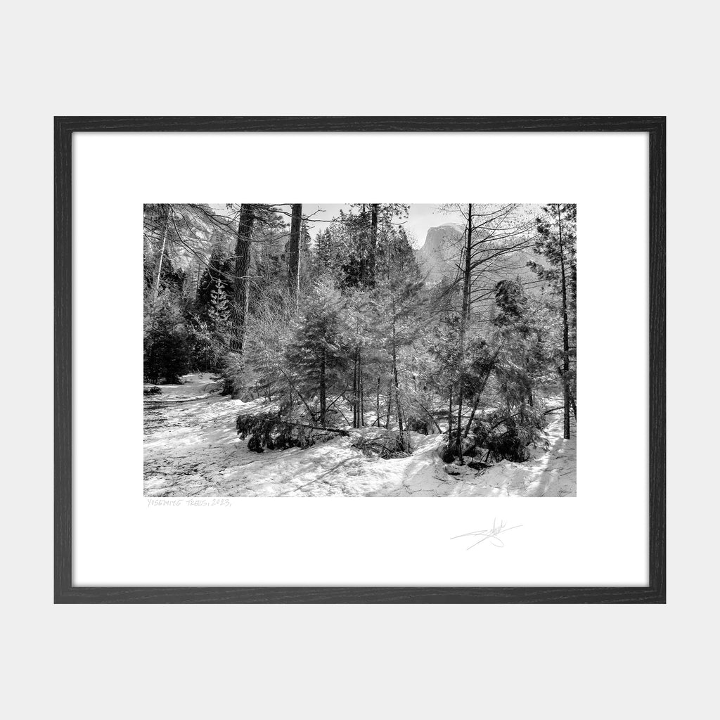 Yosemite Trees