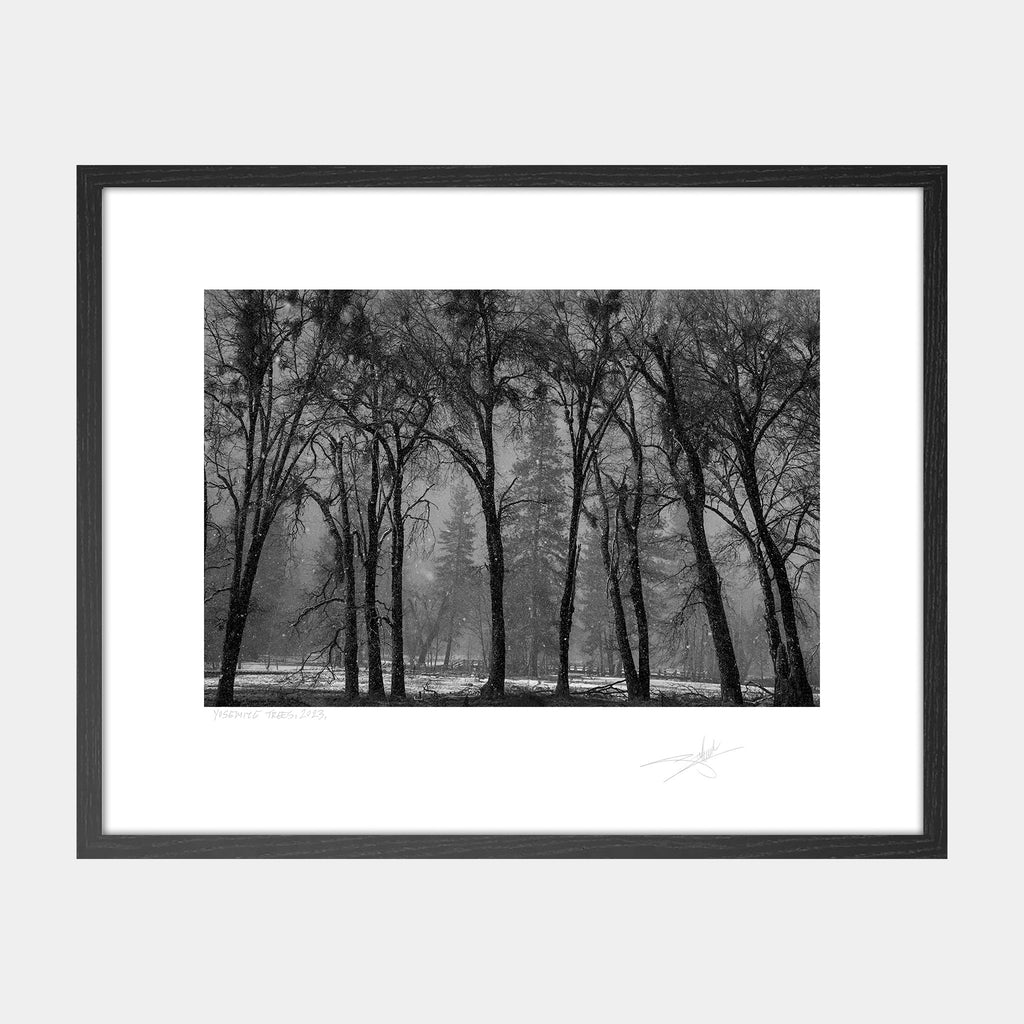 Yosemite Trees