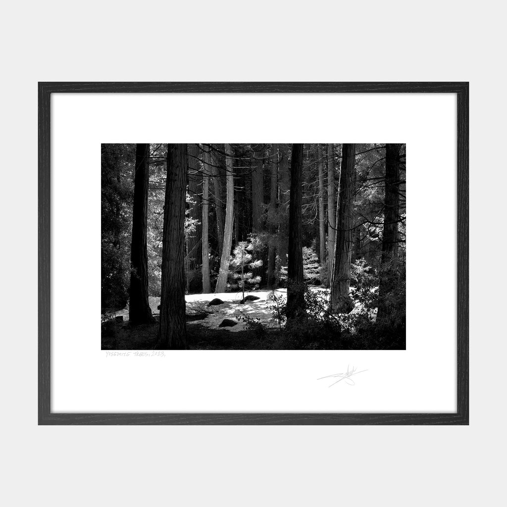 Yosemite Trees