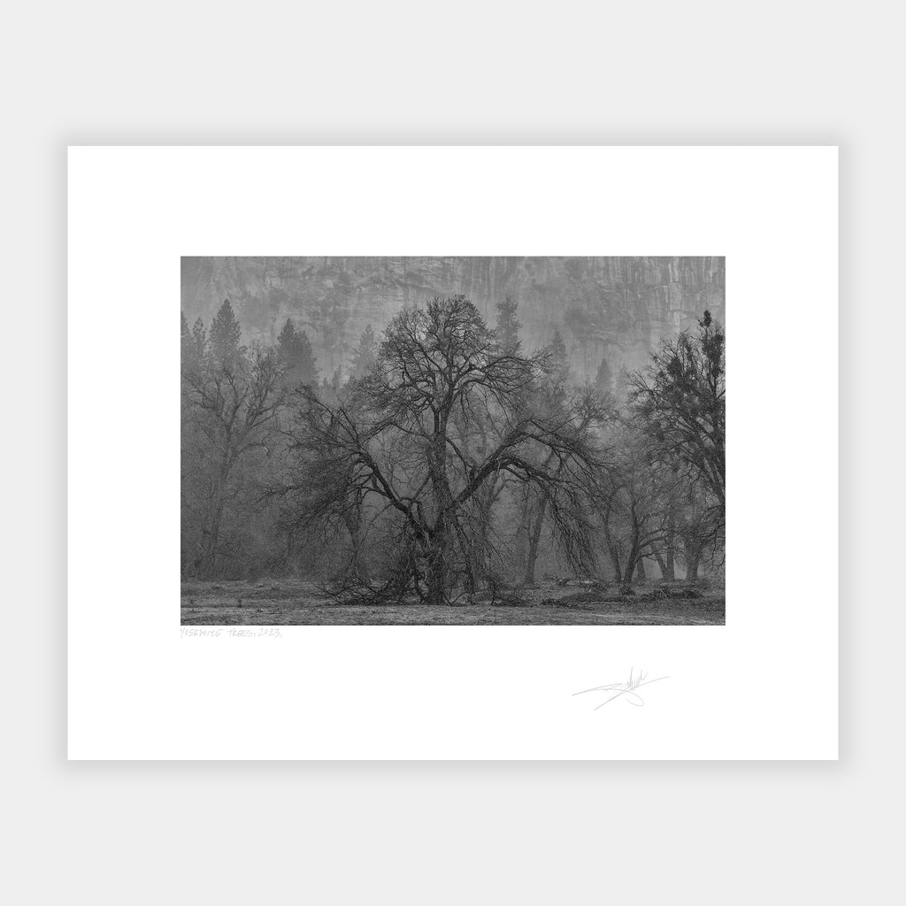 Yosemite Trees