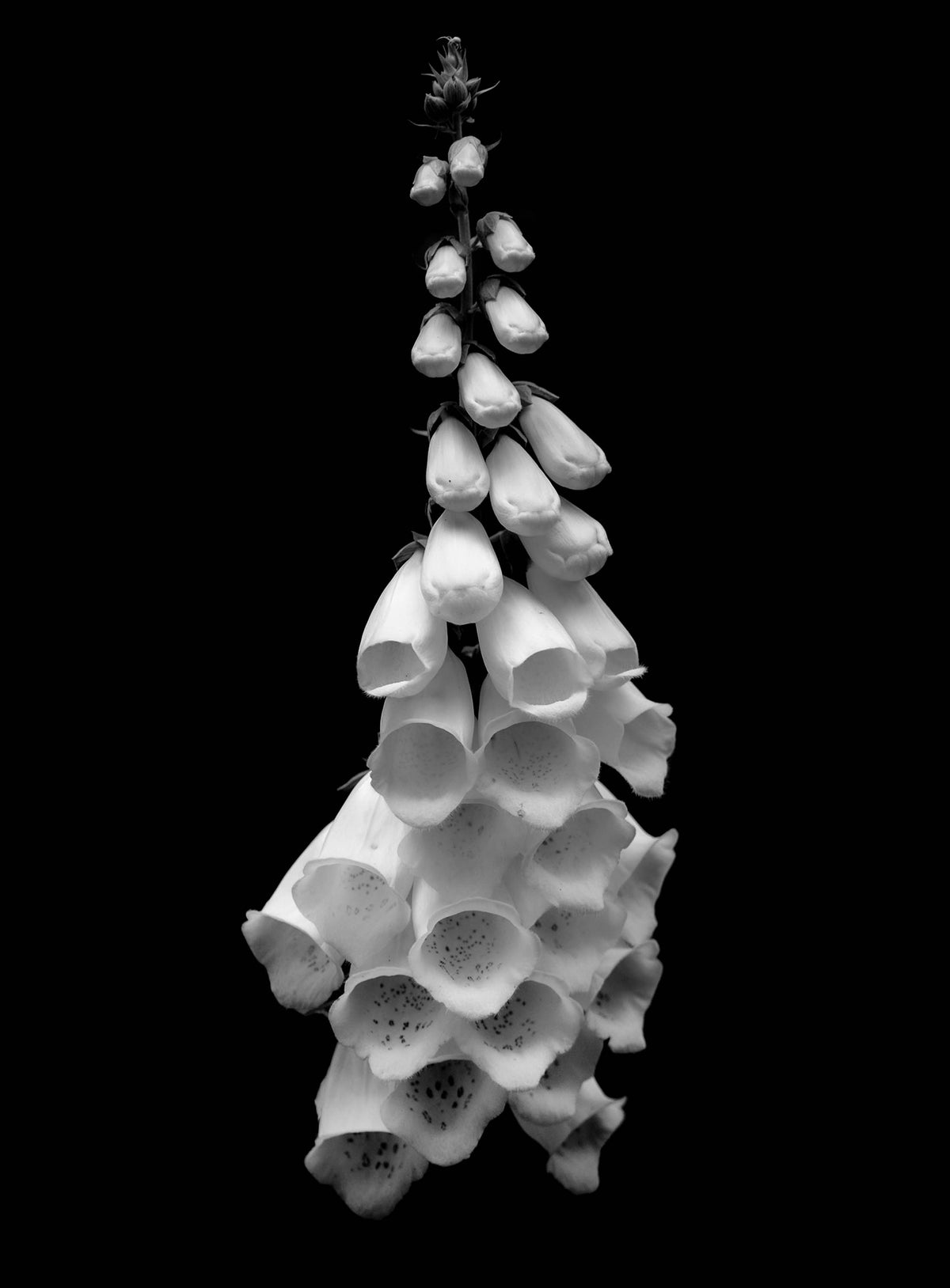 Foxglove — Black & White Photography by Giles Norman
