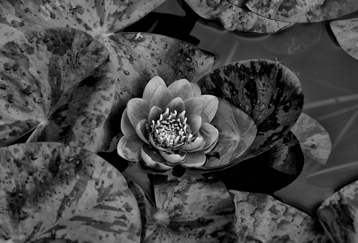 Water Lily — Black & White Photography by Giles Norman