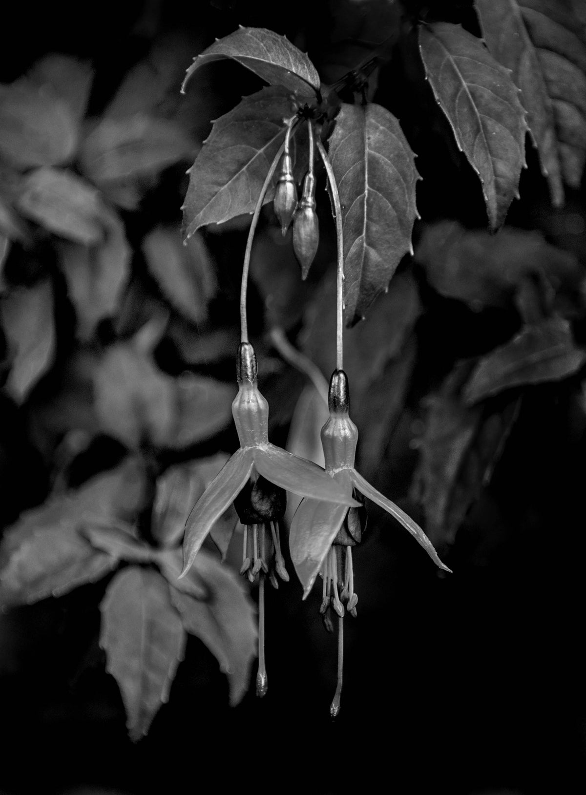 Fuchsia — Black & White Photography by Giles Norman