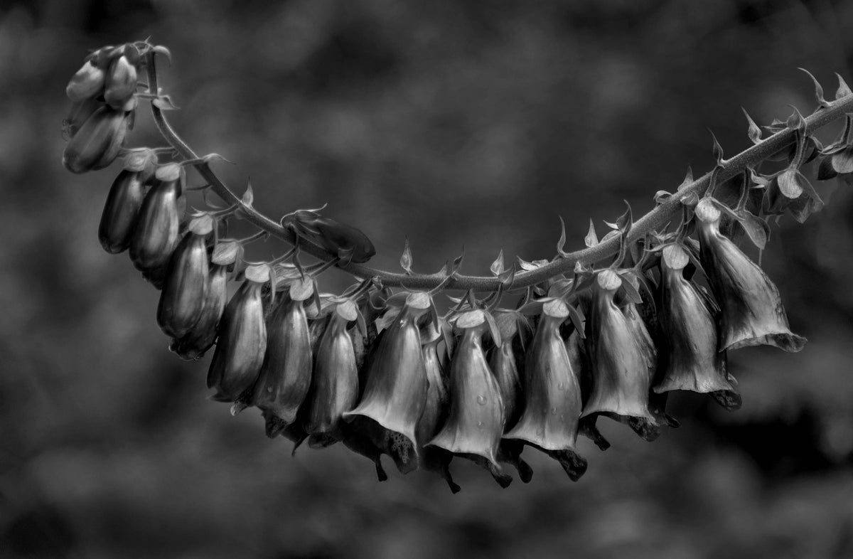 Foxglove — Black & White Photography by Giles Norman