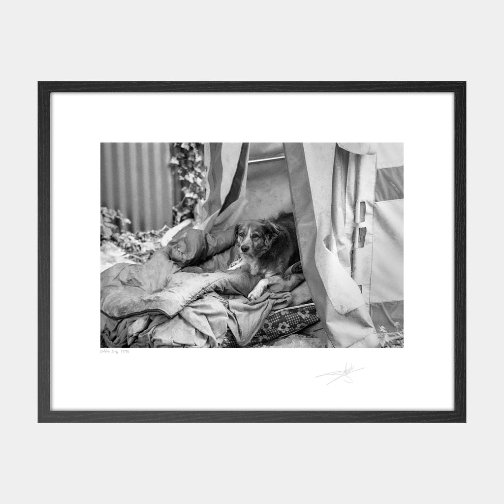 Dublin Dog 1996
