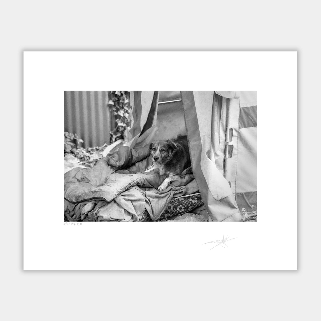 Dublin Dog 1996