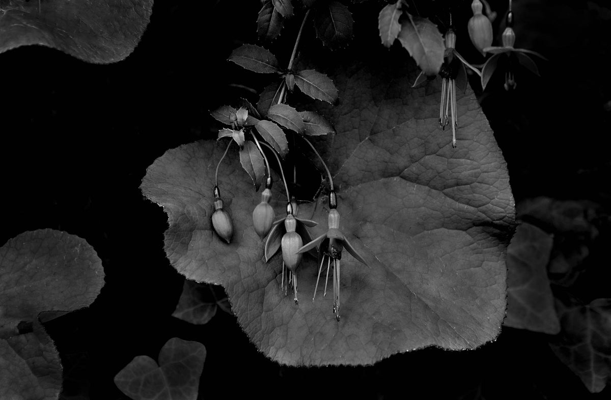 Fuchsia — Black & White Photography by Giles Norman