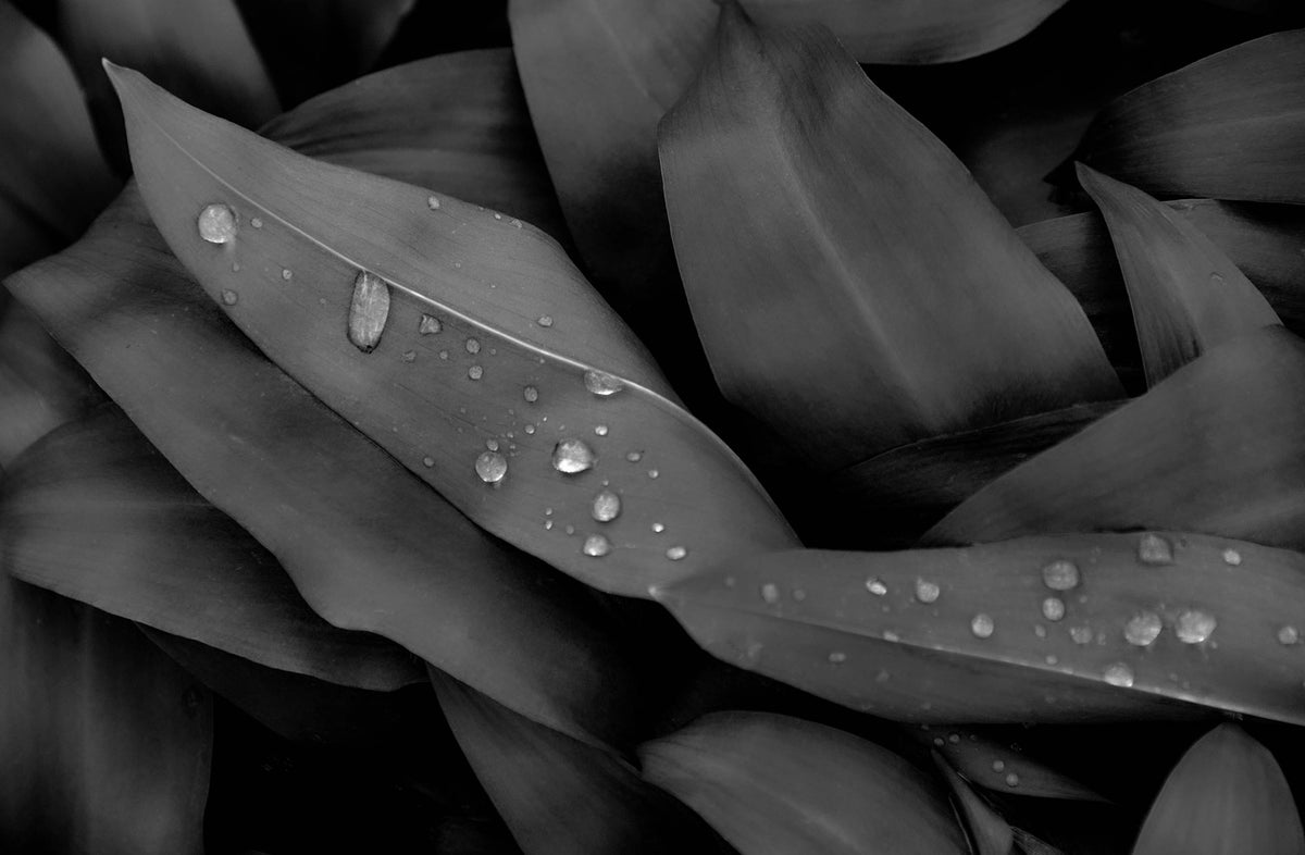 Rain Drops — Black & White Photography by Giles Norman