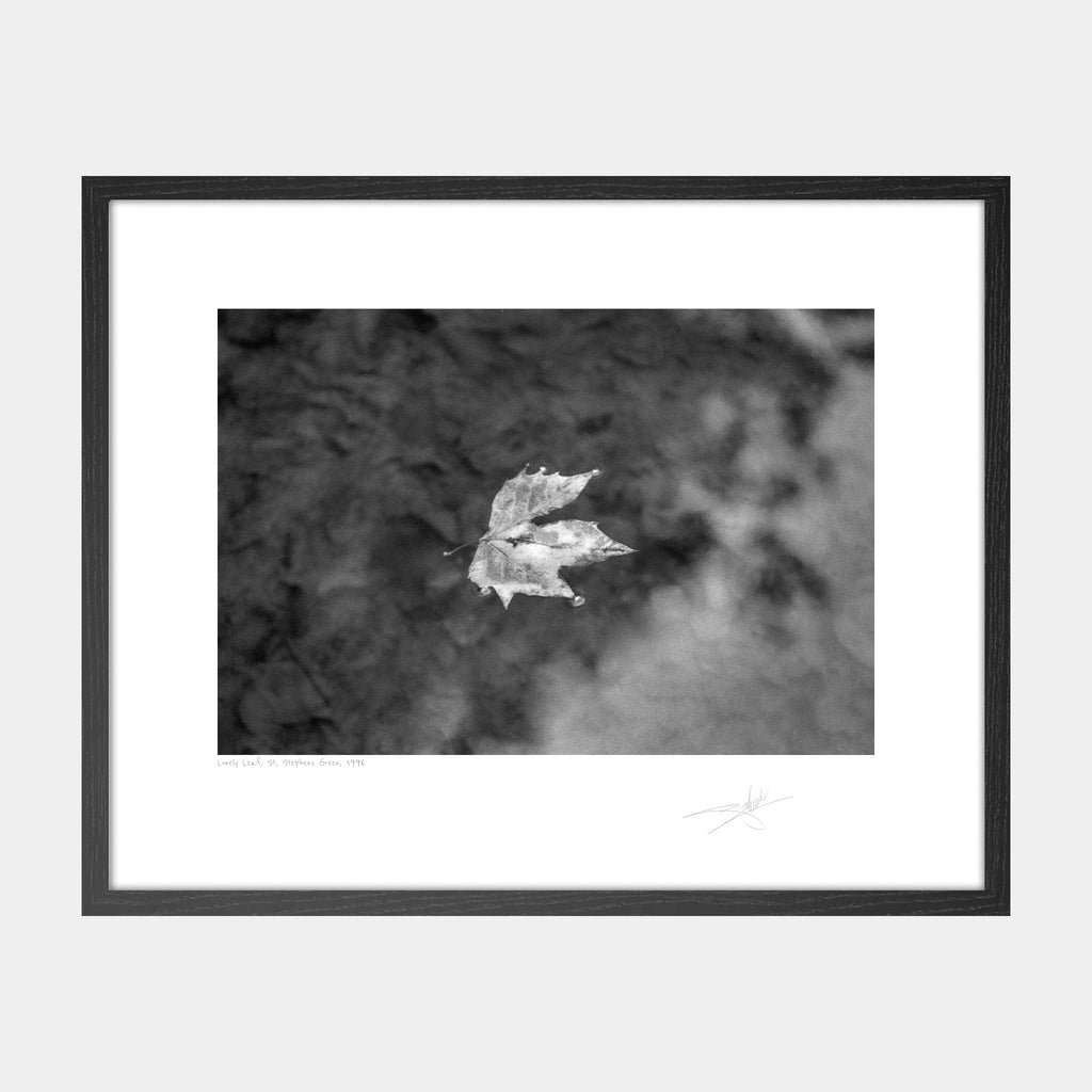 Lonely Leaf, St Stephens Green 1996