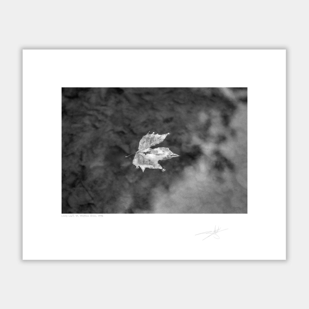 Lonely Leaf, St Stephens Green 1996