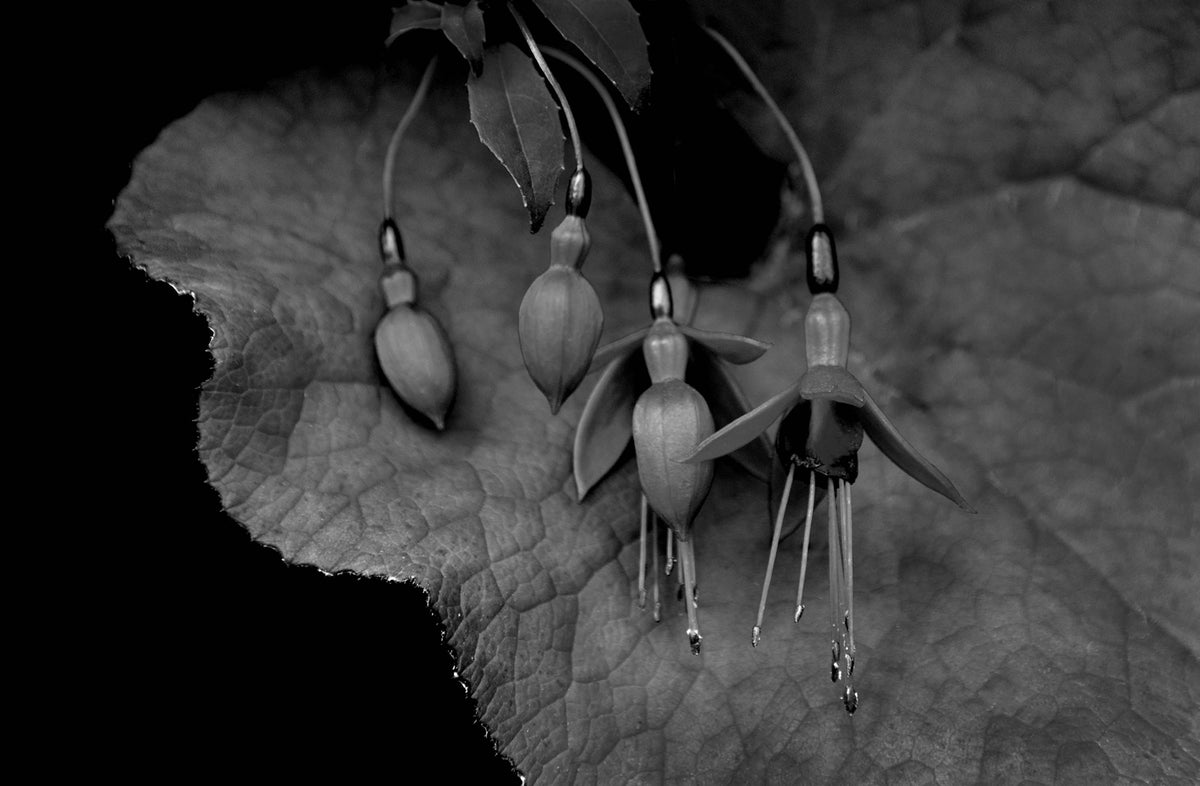 Fuchsia — Black & White Photography by Giles Norman