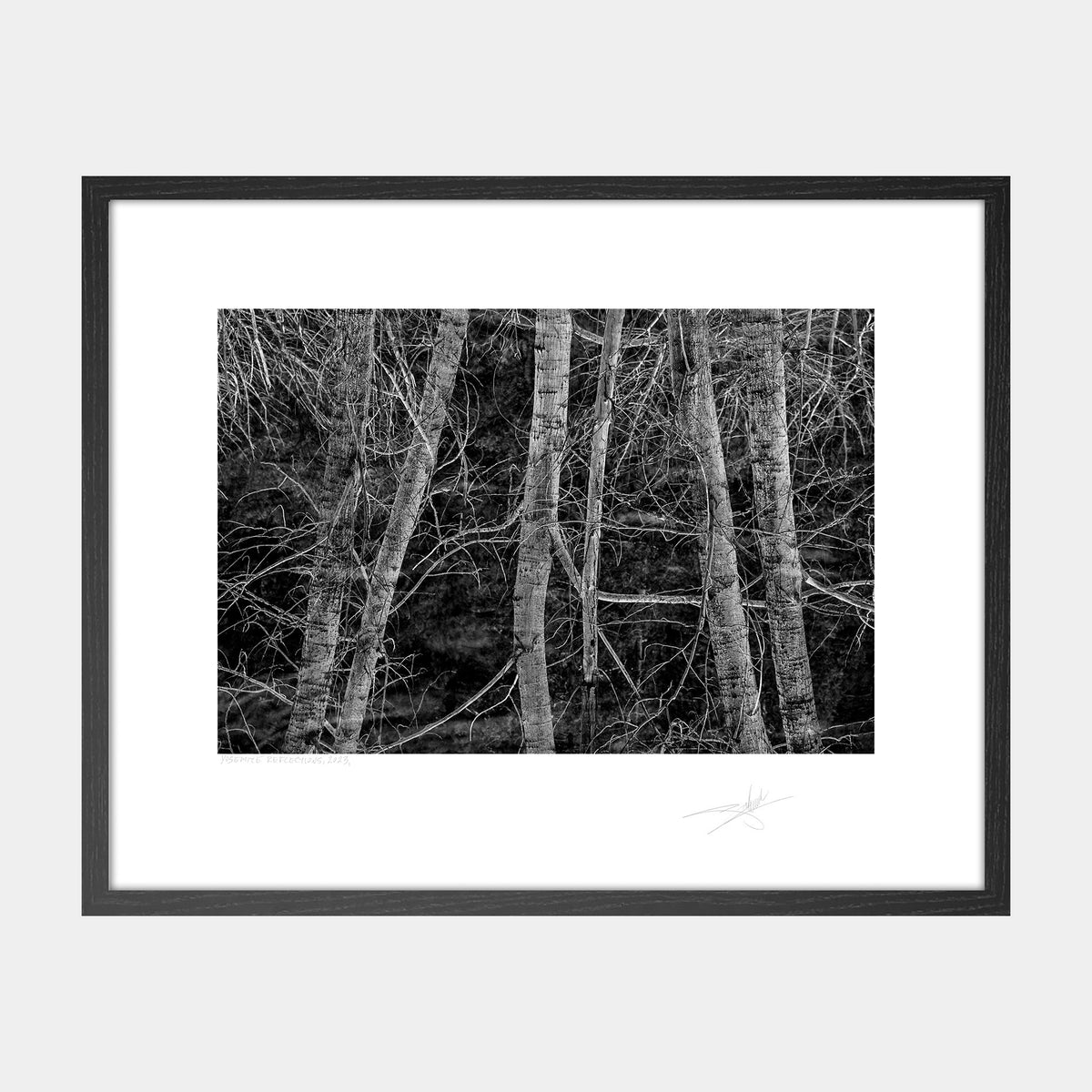 Yosemite Reflections