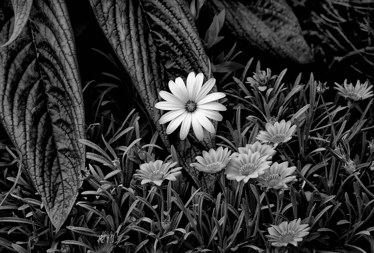 Wild Flowers — Black & White Photography by Giles Norman