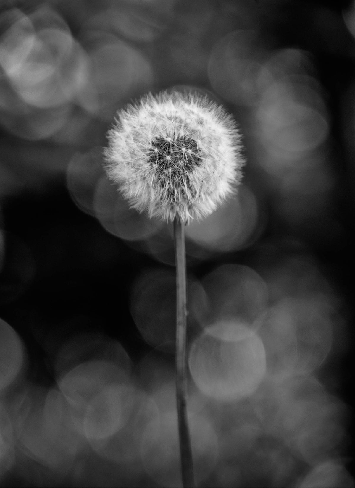 Dandelion — Black & White Photography by Giles Norman