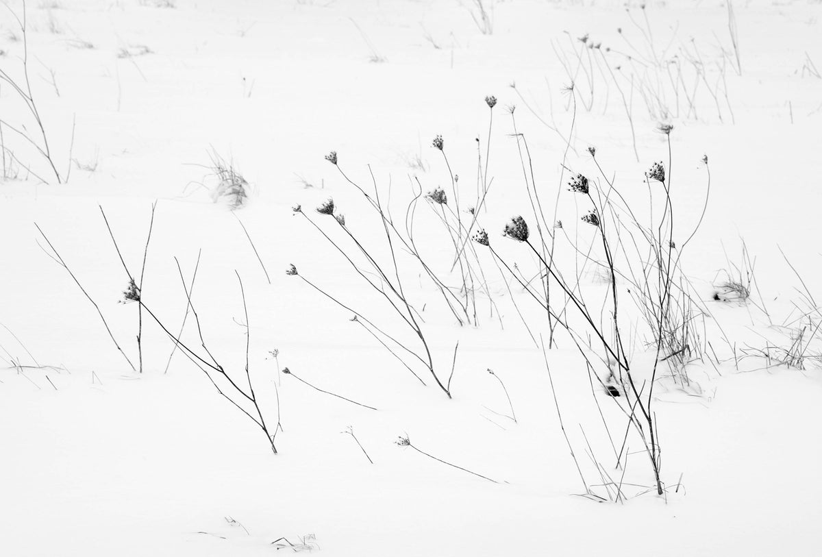 Lost In Snow — Black & White Photography by Giles Norman