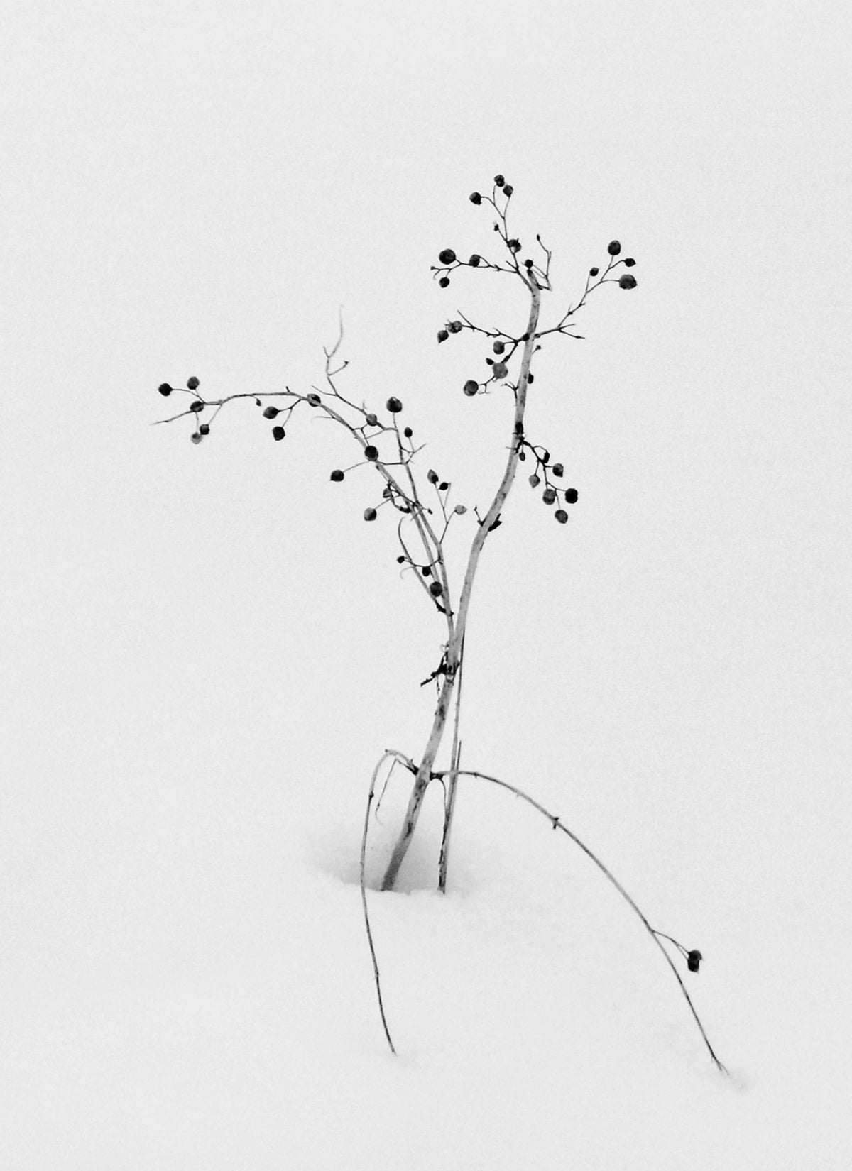 Lost In Snow — Black & White Photography by Giles Norman